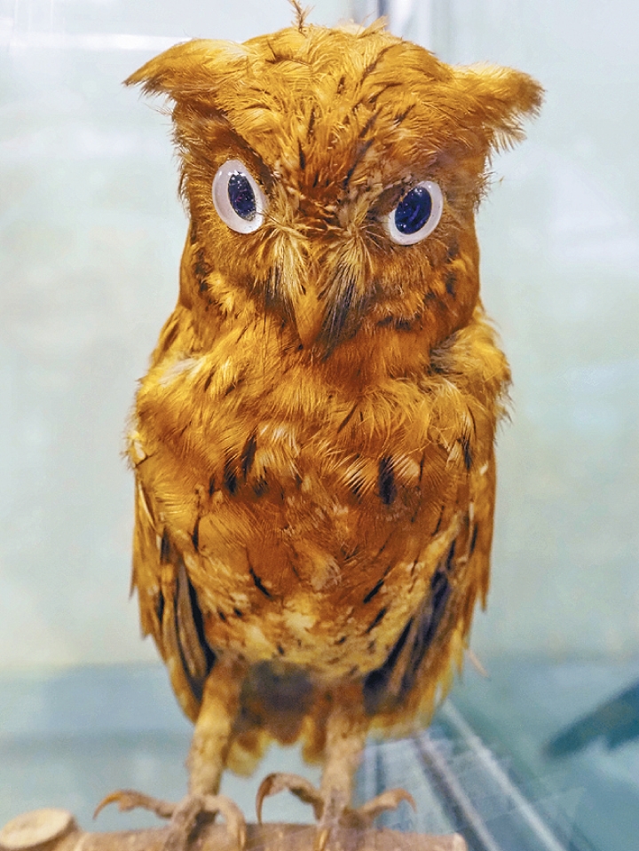 一眾雀鳥都會先被移除內臟才製成標本。