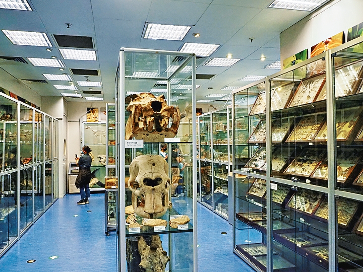 生物多樣性博物館的展廳雖小，館藏卻相當豐富。