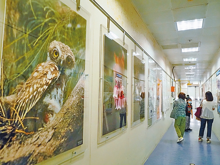 生物多樣性博物館走廊貼滿動植物照片。