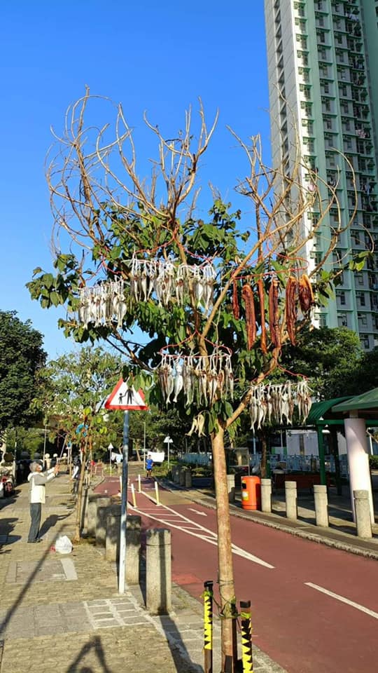 有居民于秀茂坪公园的一棵树上，挂满腊肉与咸鱼。FB图片