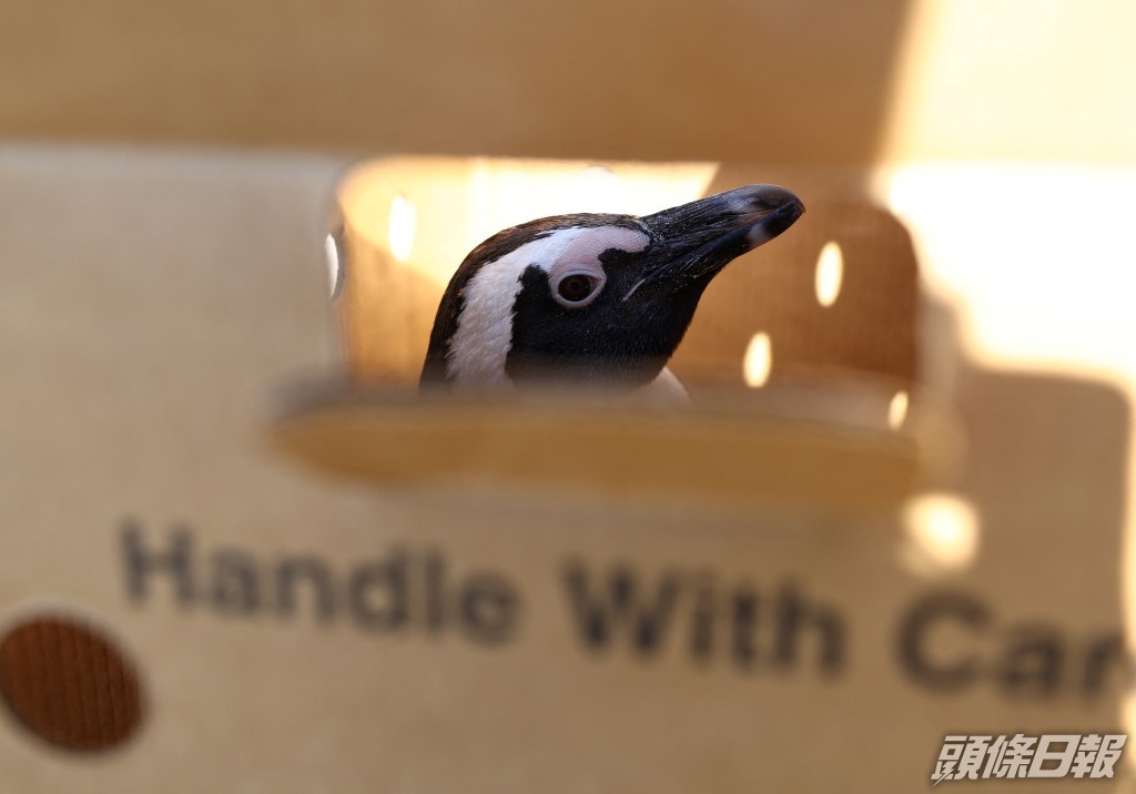 一隻受傷後非洲企鵝的安放在一個盒子。路透社圖片