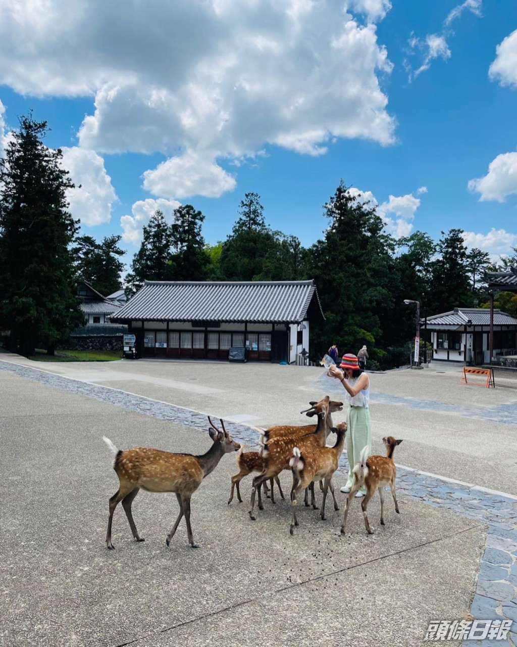 日前到日本玩，於奈良餵鹿。