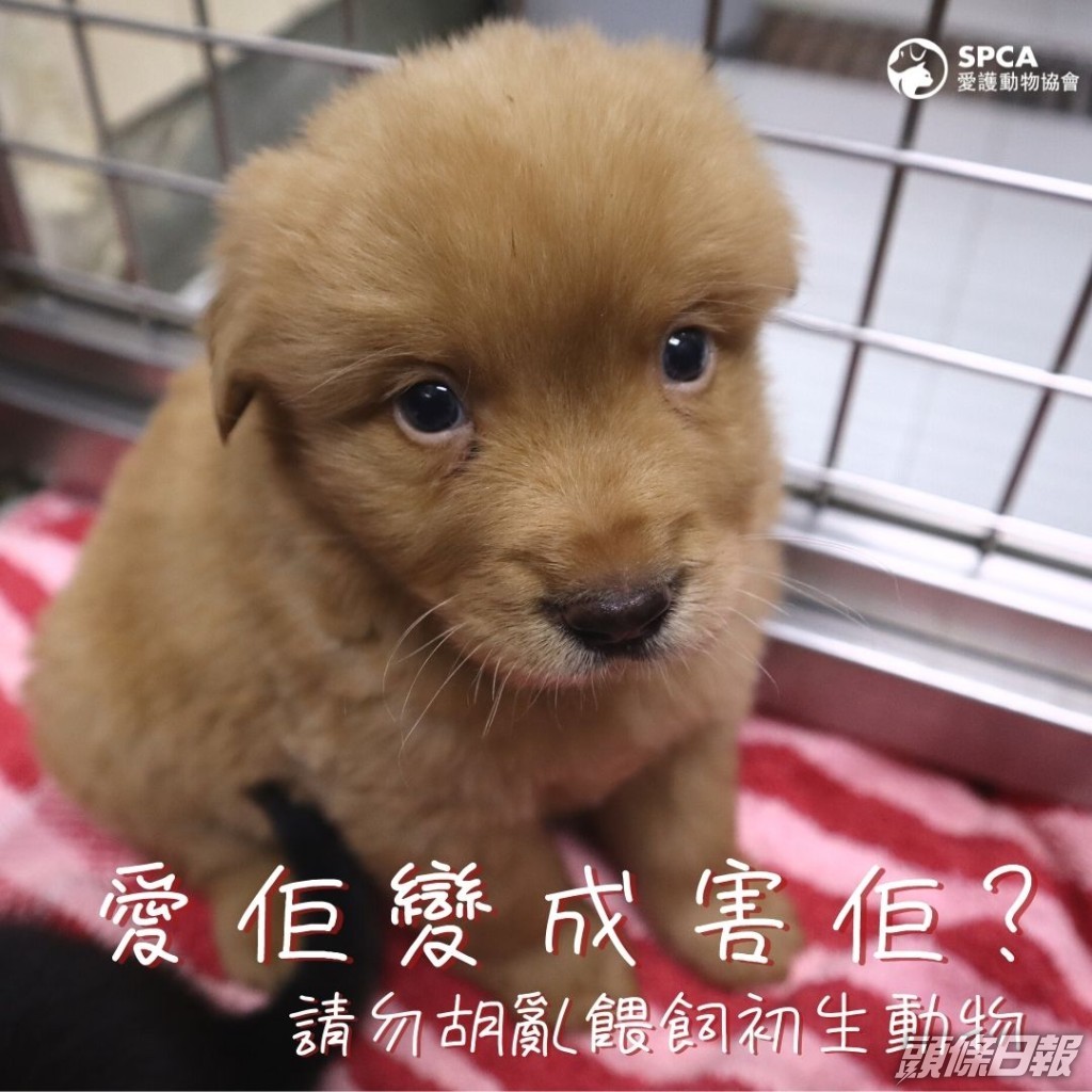 年幼貓狗喝奶類可致腹瀉嘔吐愛協 照顧不當或危及生命 頭條日報