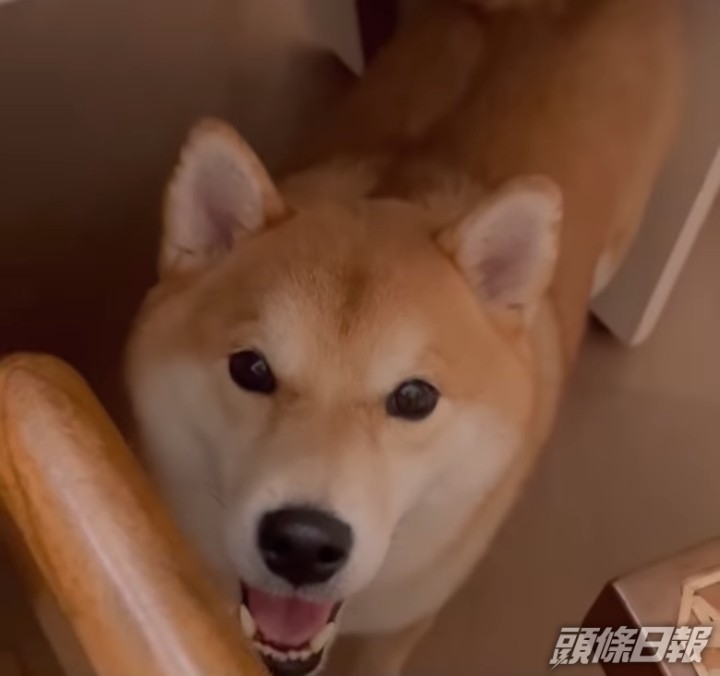另一「電燈膽」是其愛犬。
