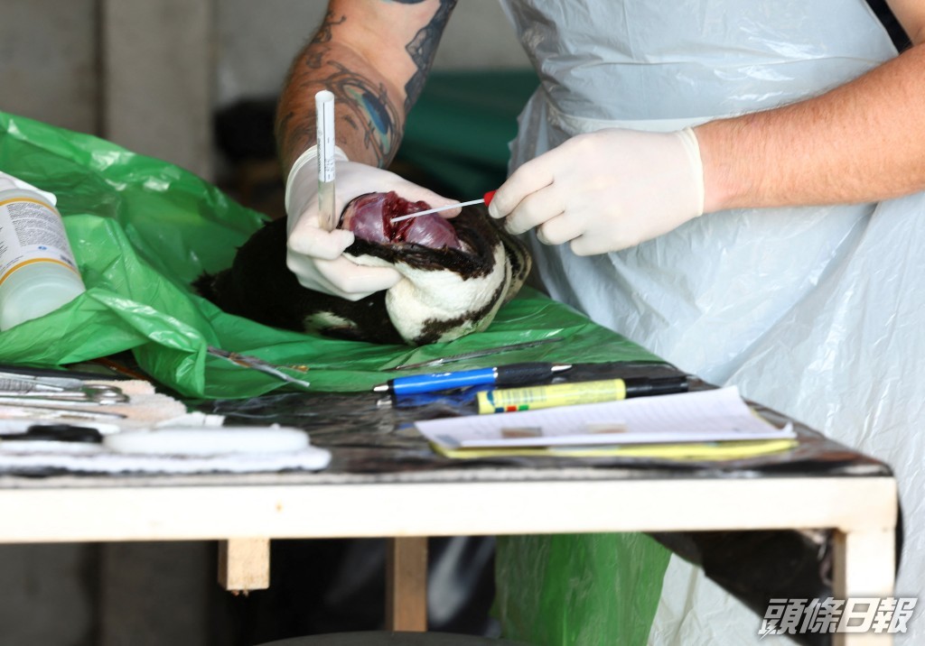 南部非洲海岸鳥類保護基金會（SANCCOB）人員準備剖開非洲企鵝屍體。路透社圖片