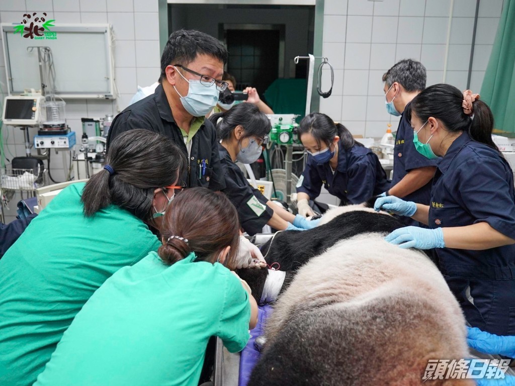 獸醫師團隊為「團團」進行麻醉。台北市立動物園fb