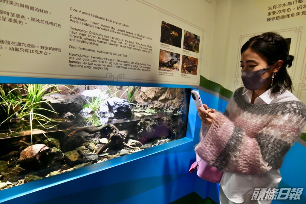 甘比參與保育野生淡水龜。