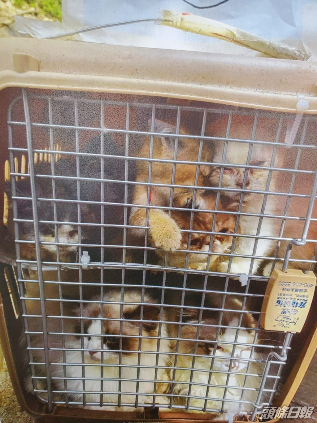 136隻走私貓狗被擠在17個狹小的寵物籠內。蔡楚輝攝