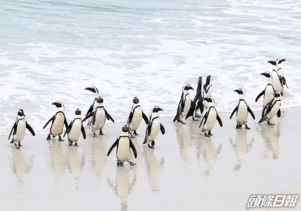 一群瀕臨滅絕的非洲企鵝在博爾德斯海灘上行走。路透社圖片