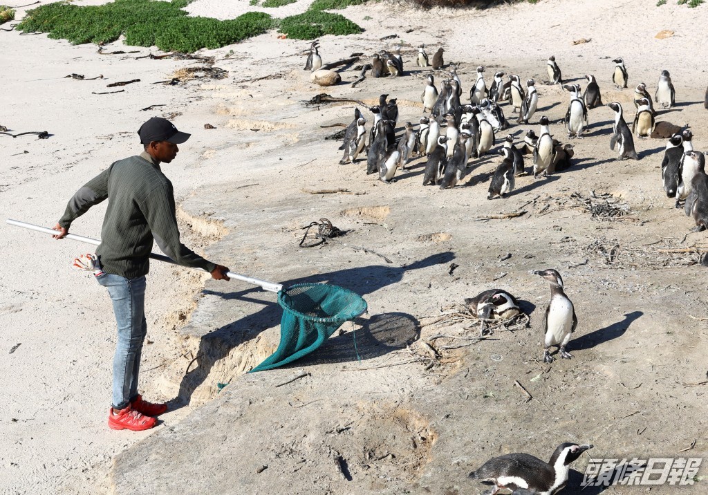 一名南非國家公園的護理員帶著網行走，試圖捕捉一隻受傷的企鵝。路透社圖片