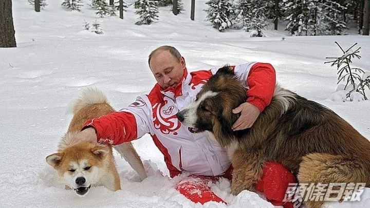 安倍晉三遇刺 任內推 秋田犬外交 對俄展軟實力為普京 選婿 遭拒 頭條日報