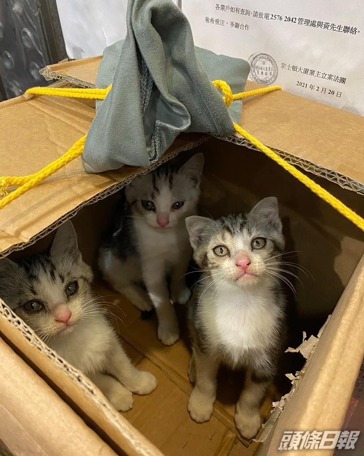 3隻貓仔被遺棄在紙箱內，Isabella收養兩隻，另一隻則由友人收養。