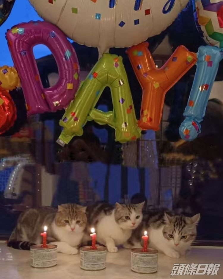 其實3隻生日嘅貓仔先係主角。