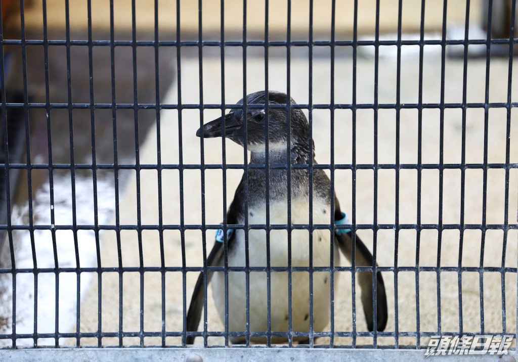 南部非洲海岸鳥類保護基金會 (SANCCOB) 康復中心一隻非洲企鵝。路透社圖片