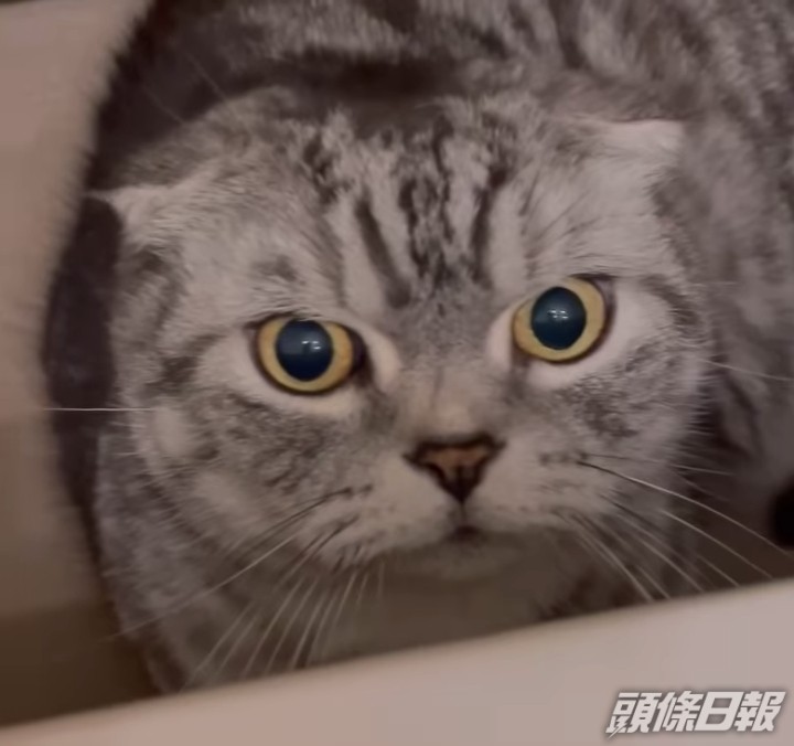 家中還有「電燈膽」愛貓。
