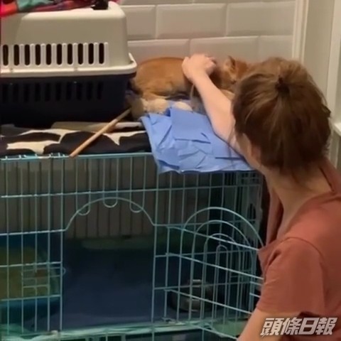 Sammi指自己一次過可以暫託兩隻貓咪，減輕義工的壓力。
