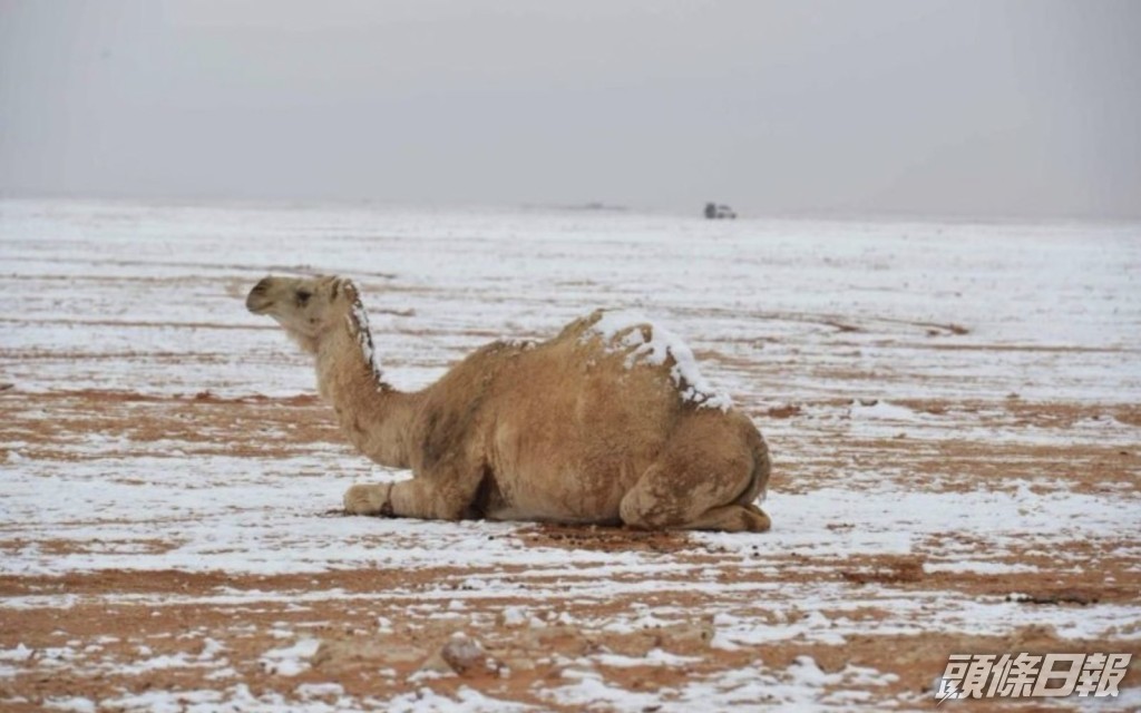 駱駝也趴在地面賞雪。互聯網圖片