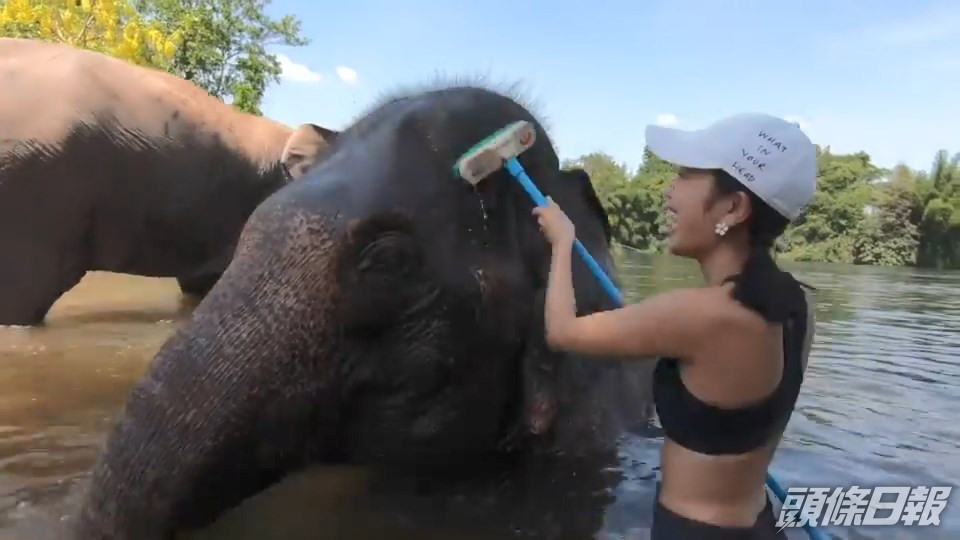 姜麗文早前經泰國返港，曾到保護區幫大象冲涼。