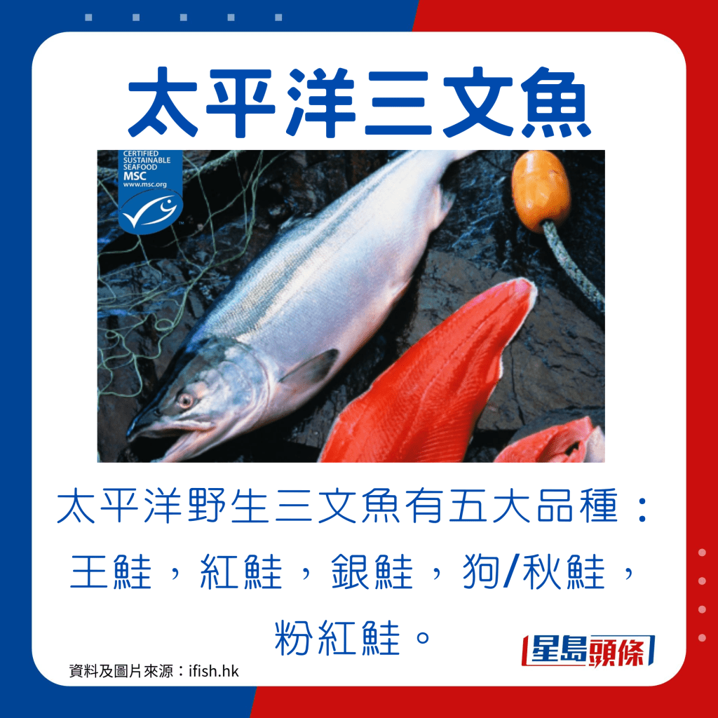 太平洋野生三文魚有五大品種：王鮭，紅鮭，銀鮭，狗/秋鮭，粉紅鮭