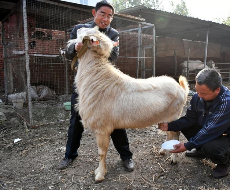 石家莊有一隻公羊能產奶。網上圖片