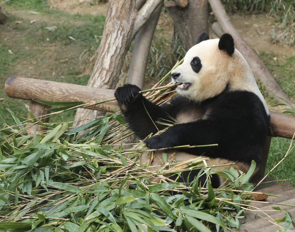 大熊貓「福寶」計劃於4月初回國。（新華社）