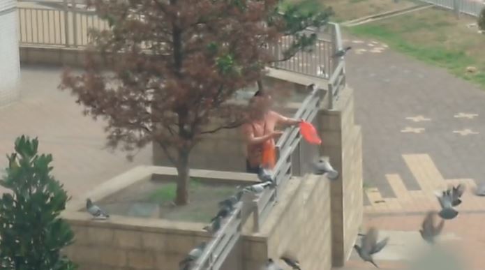 一名女子手持載有飼料的紅膠袋餵飼野鴿。讀者提供