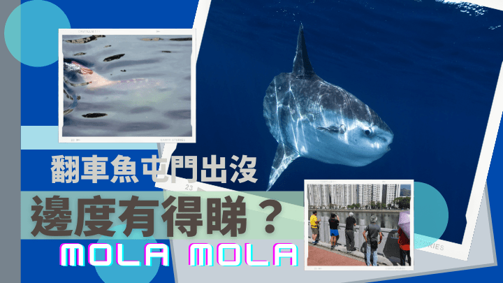 翻車魚出沒