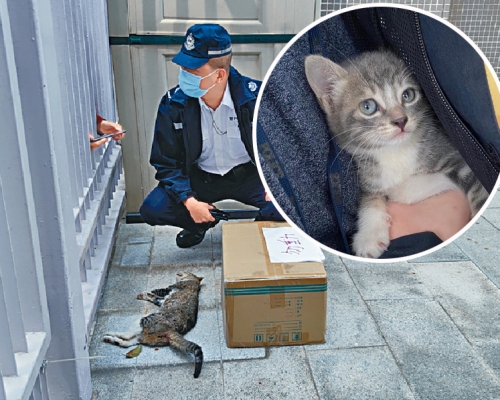 貓媽媽被發現倒斃地上,小圖為生還小貓B。 資料圖片及香港動物報fb圖