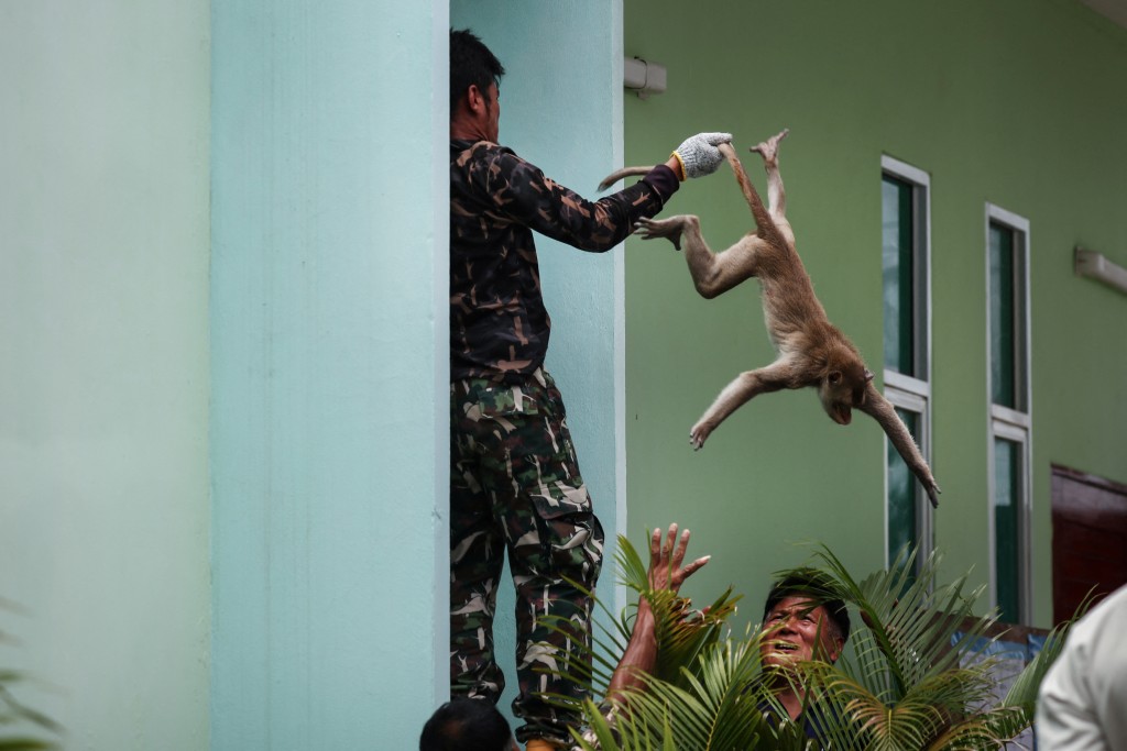 今年，當局加大捕捉猴子的力度。（路透社）