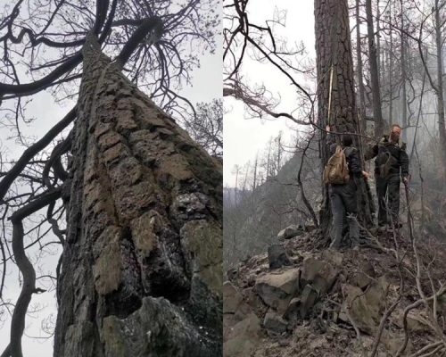 雲南松樹上留下被雷擊的痕迹。網圖