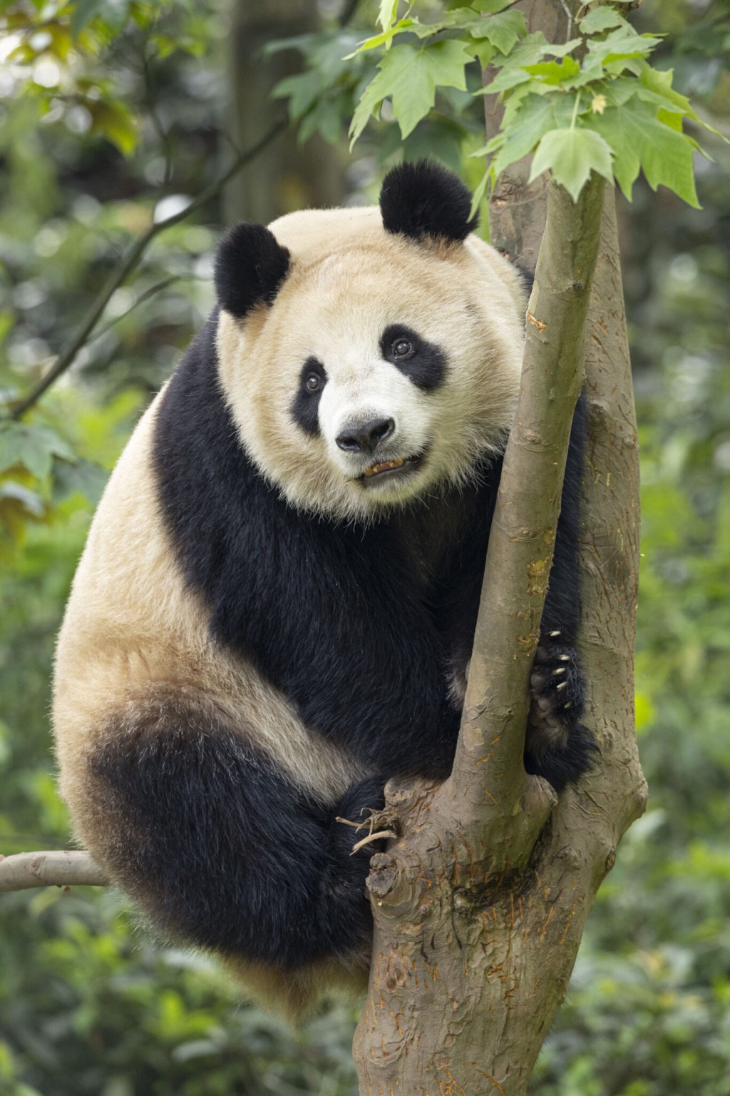 爬树的鑫宝。 San Diego Zoo 