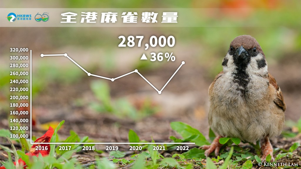 香港观鸟会网页图片