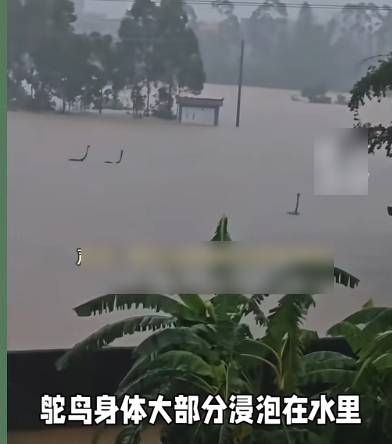 網傳洪水中的鴕鳥頸被誤認為巨蛇。 網傳洪水中的鴕鳥頸被誤認為巨蛇。