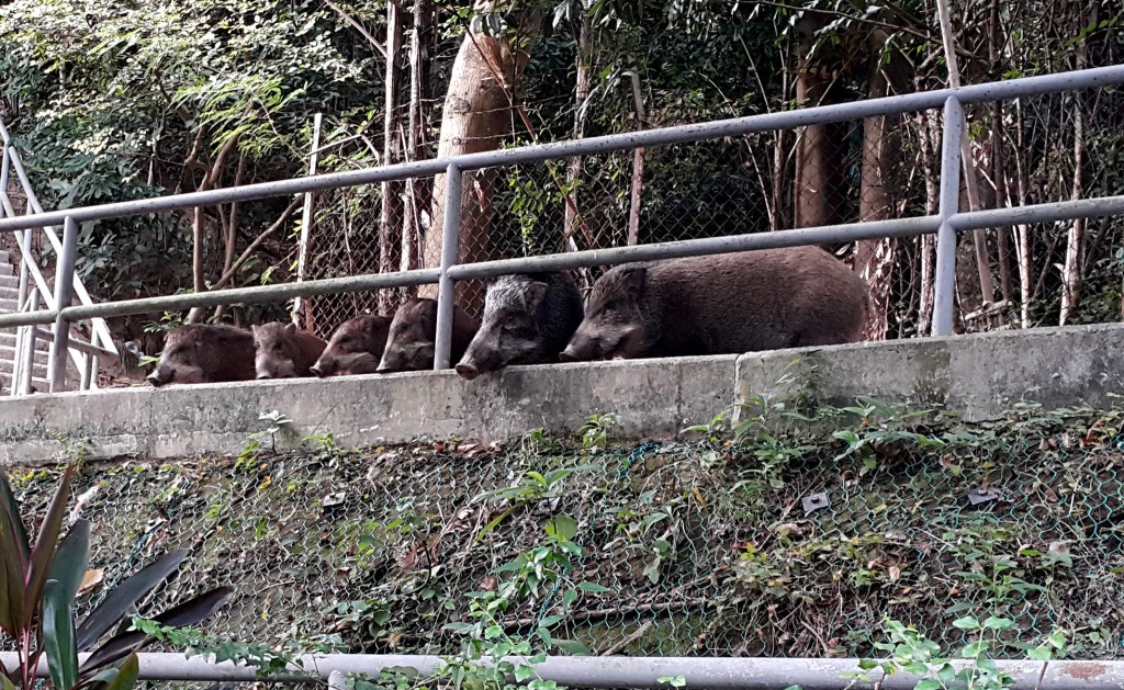 一家六口一个饼印的野猪在山边出没，引起网民关注。网图