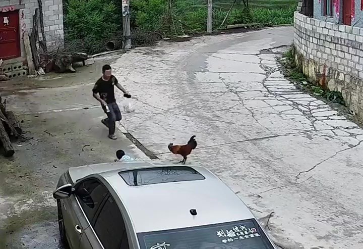 舅父转身发现外甥被公鸡袭击后，紧张地走向公鸡。网上截图