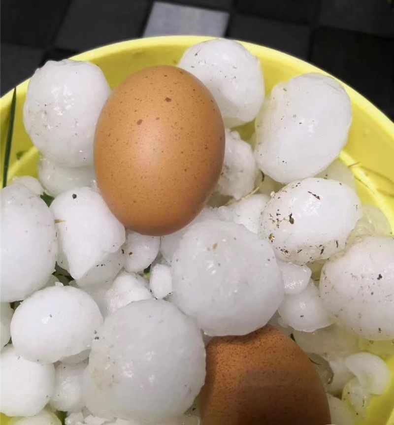 冰雹如雞蛋大。