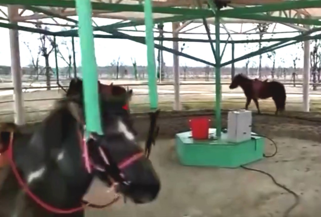 江蘇動物園推出旋轉活馬。網上圖片