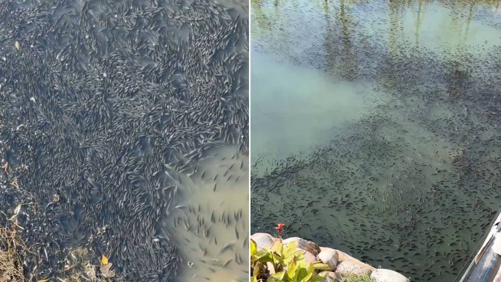 温州一河面密集布满罗非鱼，疑因太冻浮上水面晒太阳。