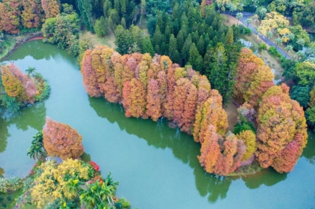 廣州華南植物園深秋落羽杉樹身飄紅。(圖片來源：小紅書@小可的旅遊日記)
