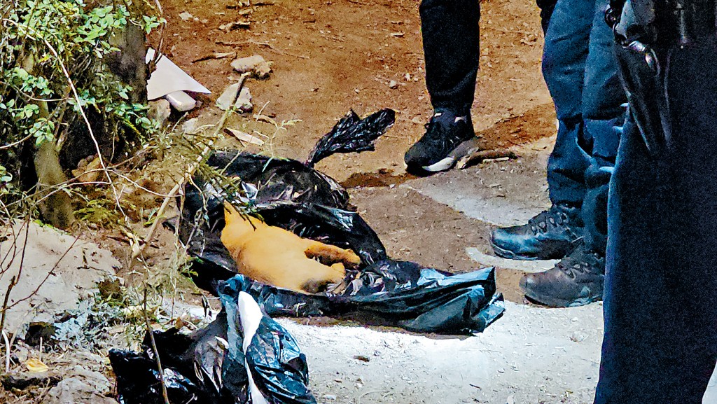 3頭幼犬疑遭毒害慘死。