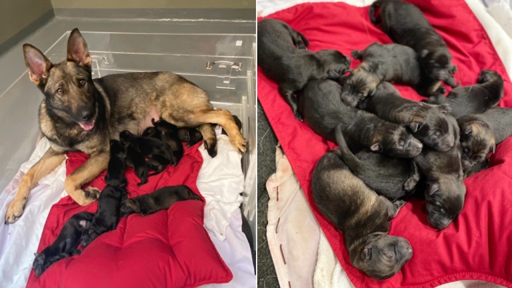 警犬队又添新力军 将受严格训练共护香江。警方图片