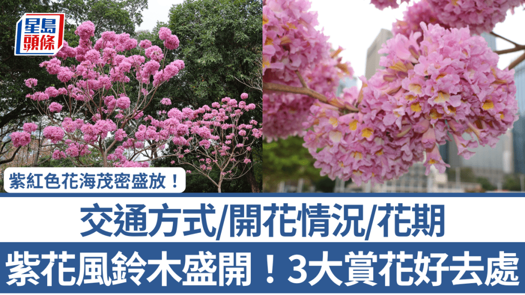 紫花風鈴木盛開！3大賞花好去處 紫紅色花海茂密盛放 附交通方式/開花情況/花期