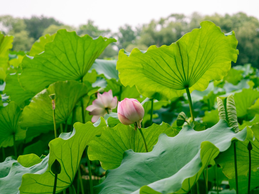 立夏前一日的5月4日是四絕日。