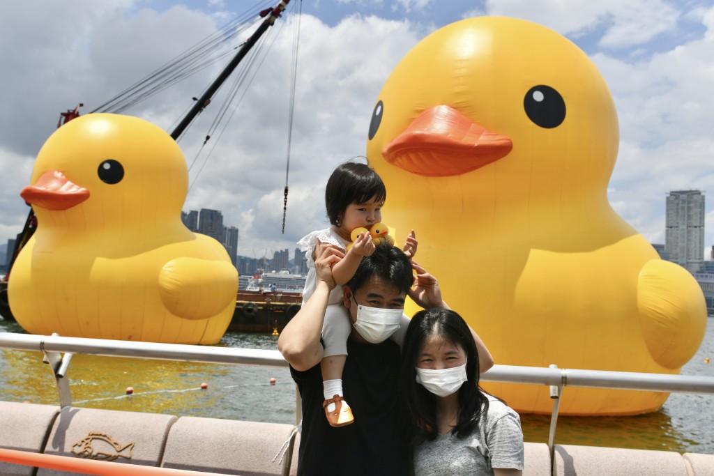 兩隻黃鴨目前在維港。盧江球攝