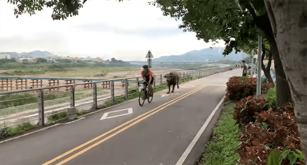 水牛在单车径上狂追单车骑手。