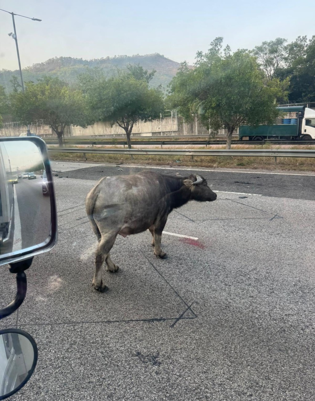 牛隻被車撞傷。fb馬路的事 (即時交通資訊台)圖片