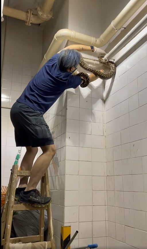 蛇王協FB影片截圖