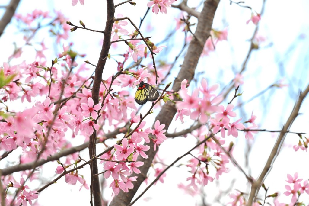 櫻花盛放。鍾健華攝