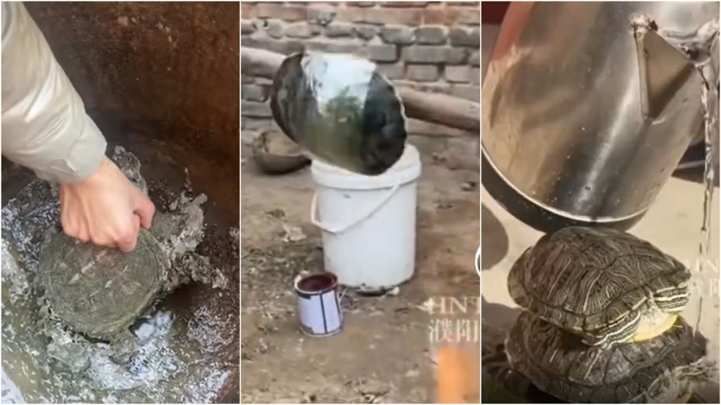 3只宠物龟冻至结冰，河南女主人情急用「火烤」救回。网图