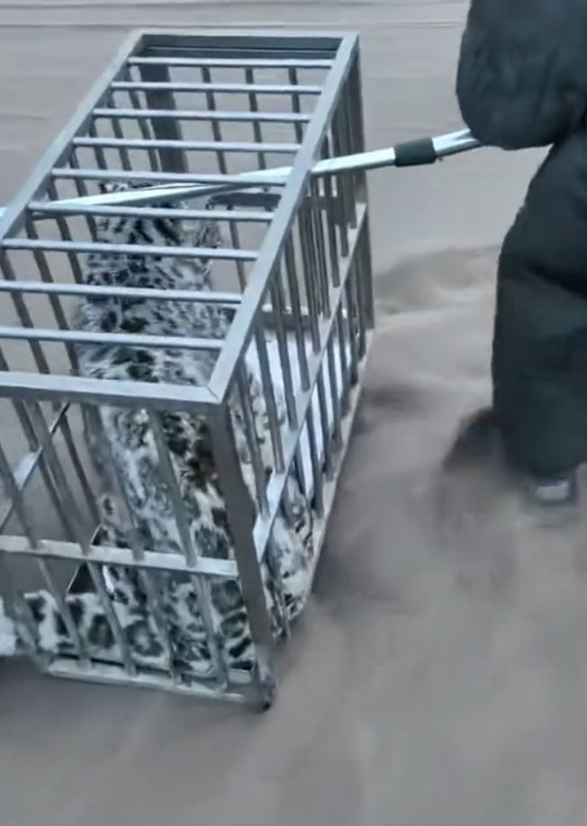 雪豹被捕获送林业部。抖音＠库木塔格沙漠（木~木）